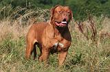 DOGUE DE BORDEAUX 466